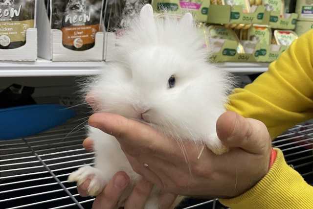 Bari, i negozi che vendono animali: �Norme giuste ma stringenti, siamo rimasti in pochi�